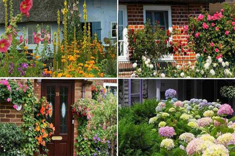 Best Annuals for the Front of Your House