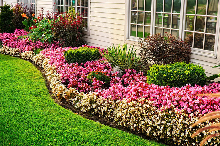 Best Annuals for the Front of Your House